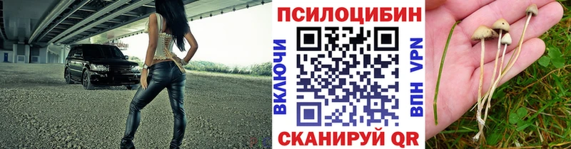 Купить где  Таштагол  Псилоцибиновые грибы Cubensis 
